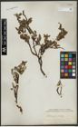 Foto von Salix arctica Pall.